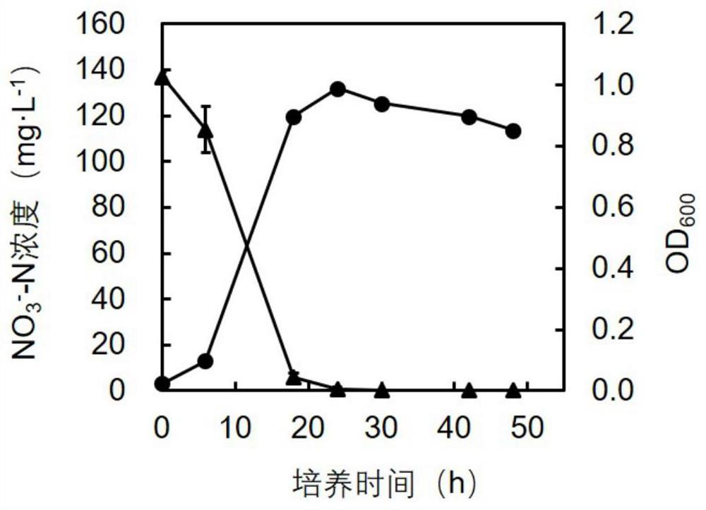 A kind of aerobic denitrifying bacteria and its application