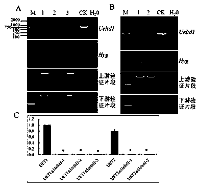 Method for artificially breeding normal wild rice shoots