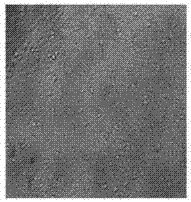 Sulphated compound microalgae polysaccharide and preparation method and application thereof
