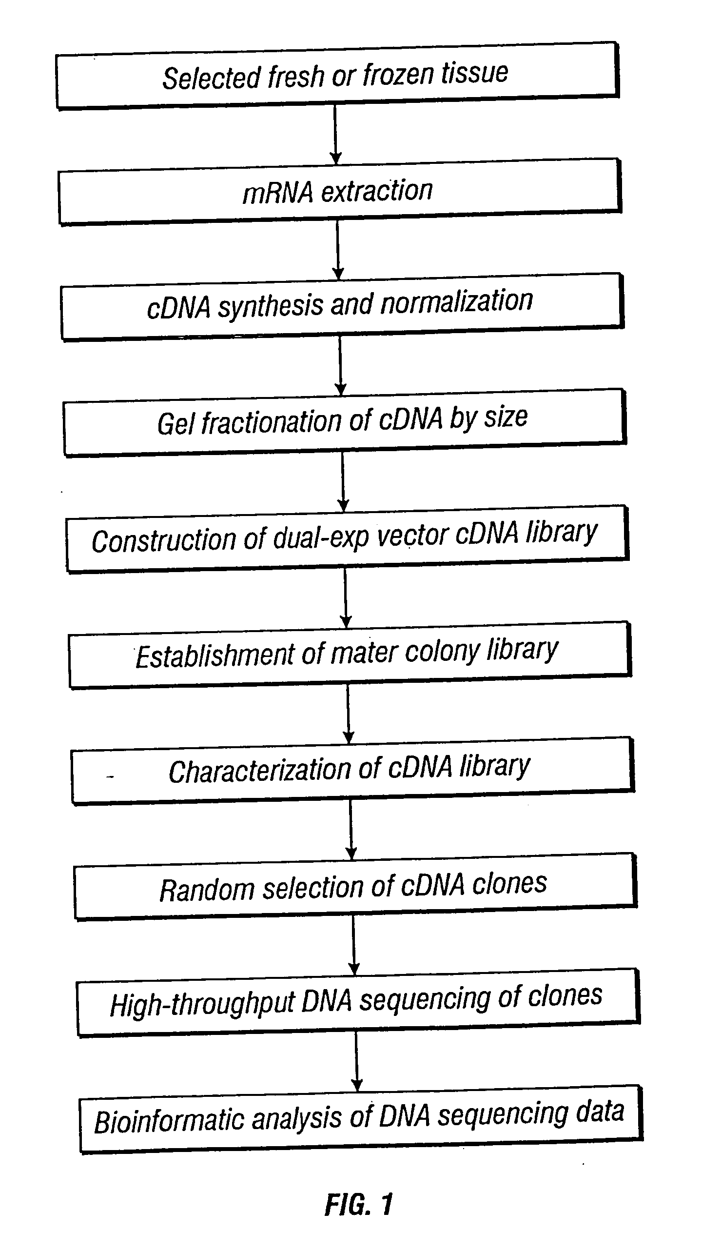 Methods and vectors for generating antibodies in avian species and uses therefor