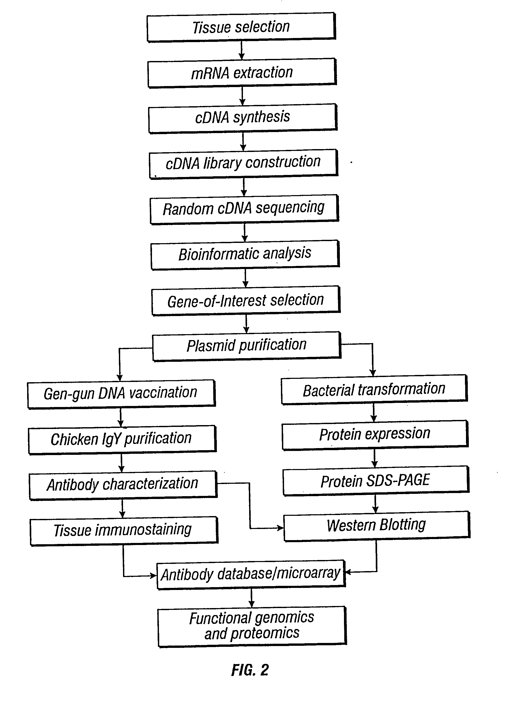 Methods and vectors for generating antibodies in avian species and uses therefor