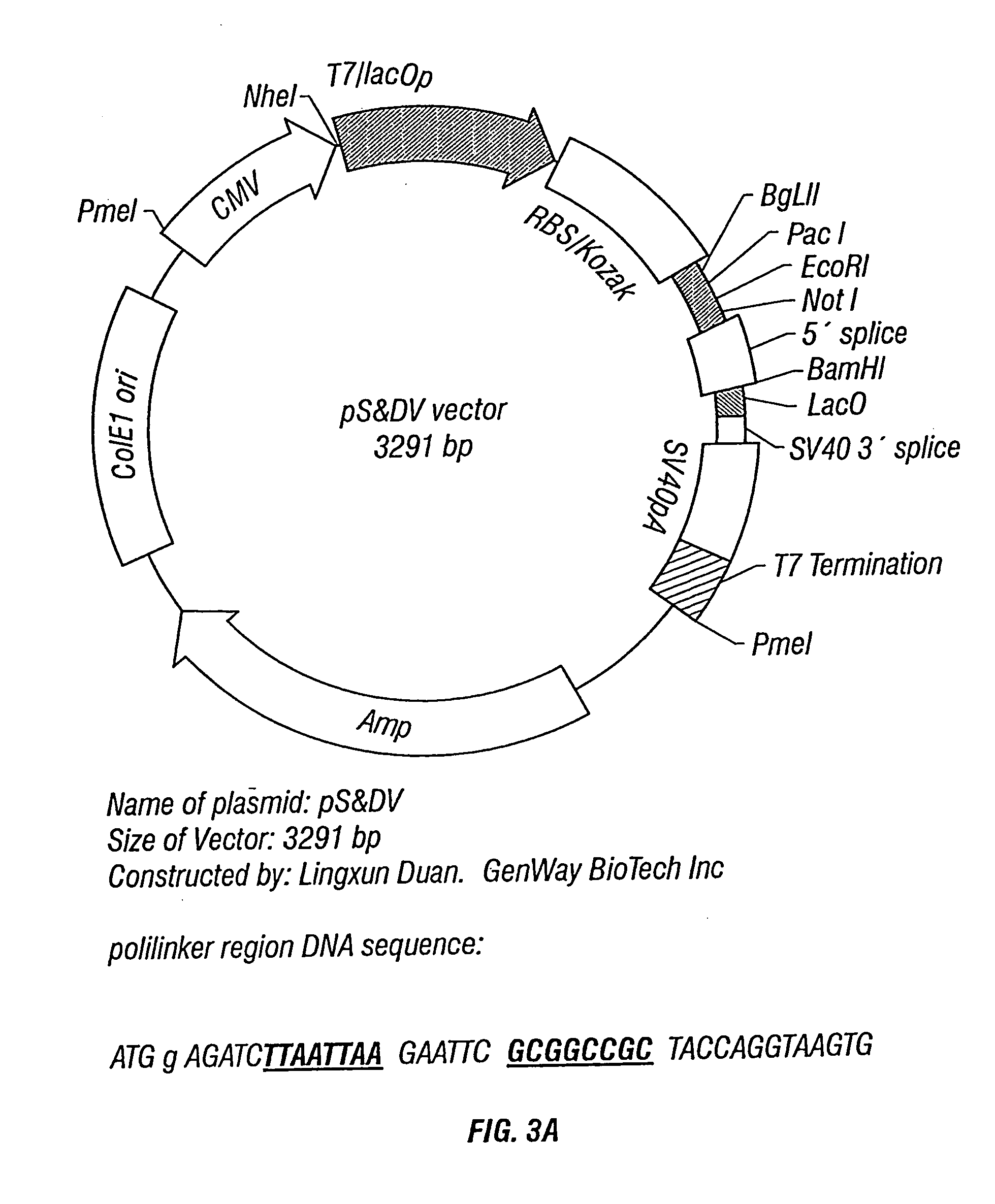 Methods and vectors for generating antibodies in avian species and uses therefor