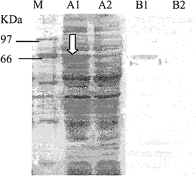 Recombination Lactococcus lactics for expressing pig infectious gastroenteritis virus S protein and preparation method thereof