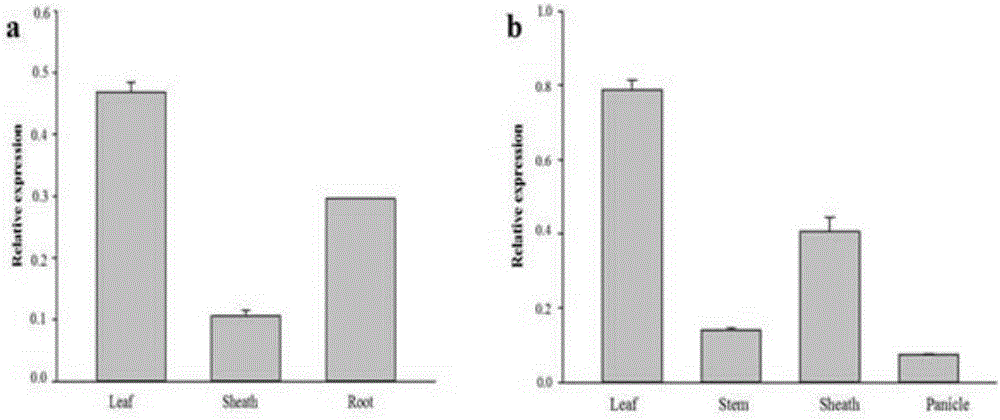 Medical wild rice gene OobZIp1 as well as expression vector and construction method thereof