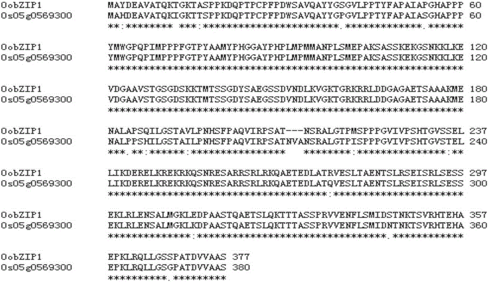 Medical wild rice gene OobZIp1 as well as expression vector and construction method thereof