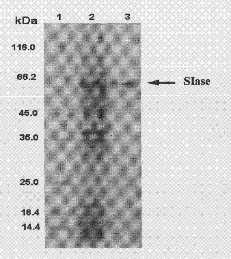 Sucrose isomerase gene and high-efficiency expression method thereof