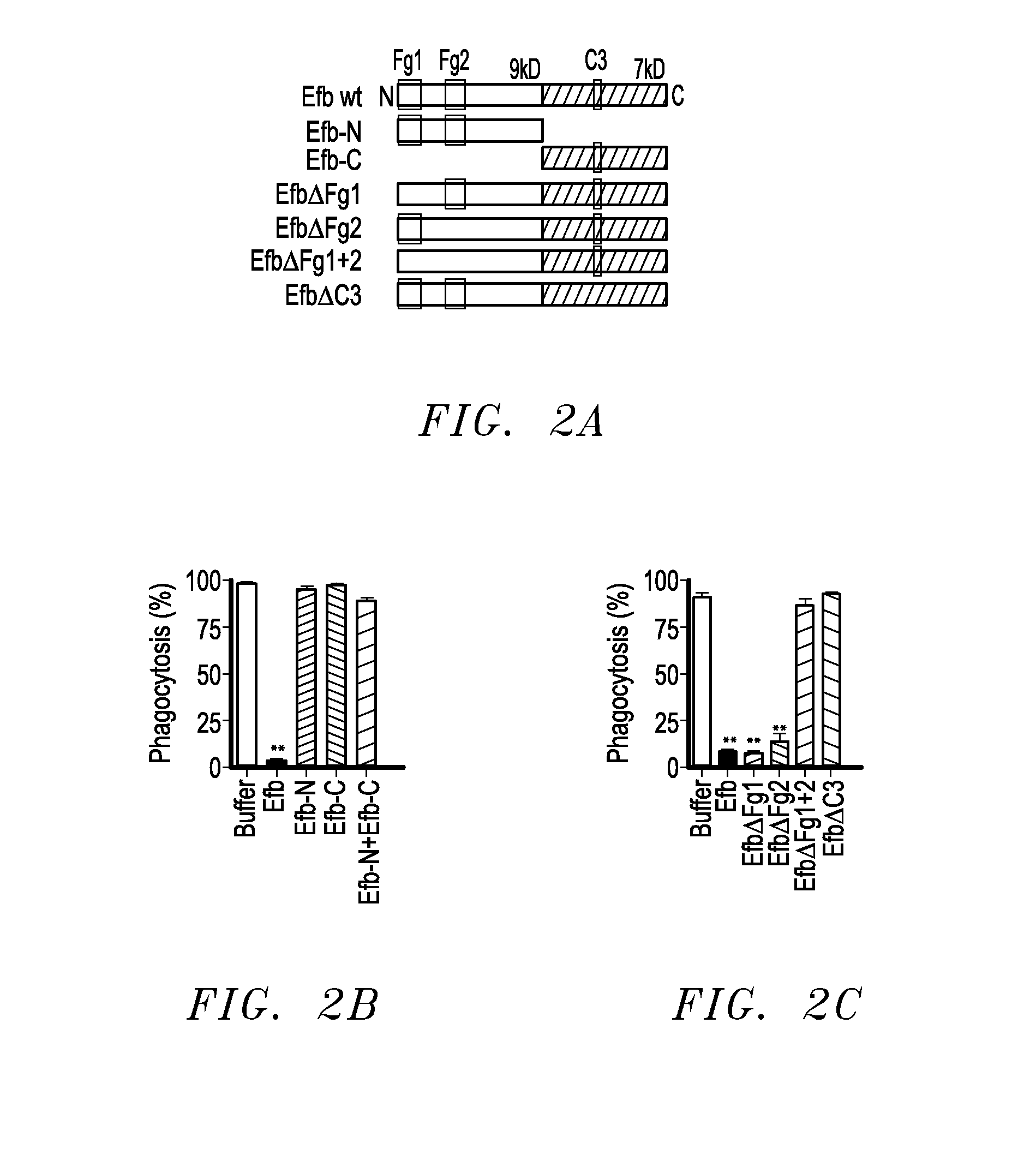 Compositions and the Use of Fibrinogen Binding Motif Presence in EFB and COA for Vaccine Against Staphylococcus Aureus and Drug Delivery