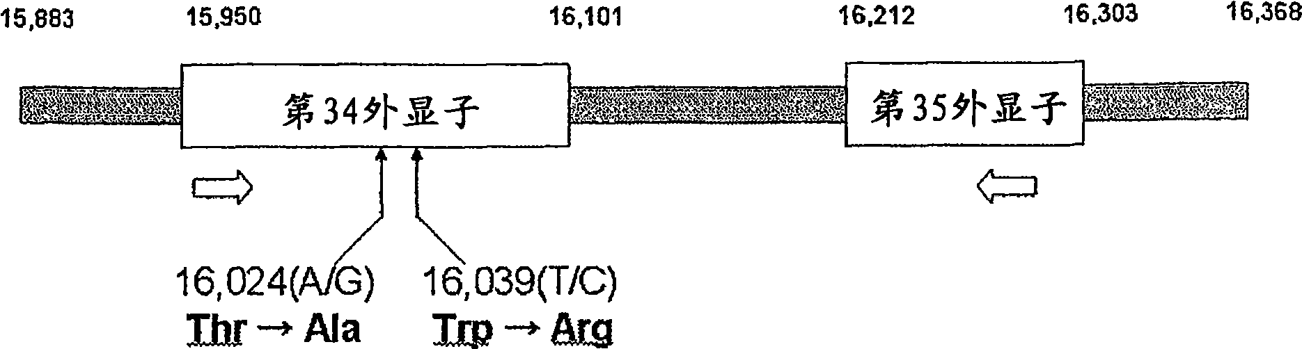 Method of determining size of fatty acid content in intramuscular fat of cattle based on genotype of fatty acid synthase and method of determining eating quality of beef based on the result