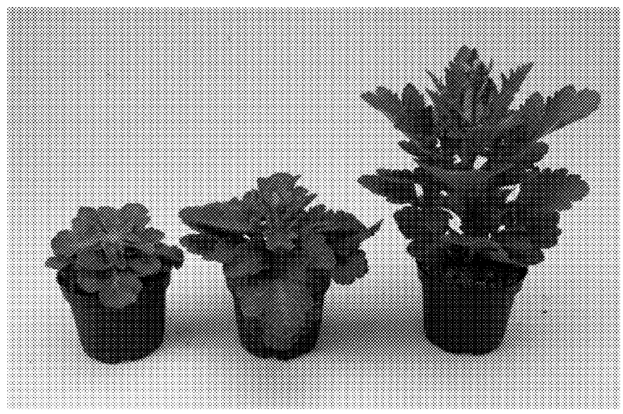 Agrobacterium rhizogenes transformation and expression of rol genes in kalanchoe
