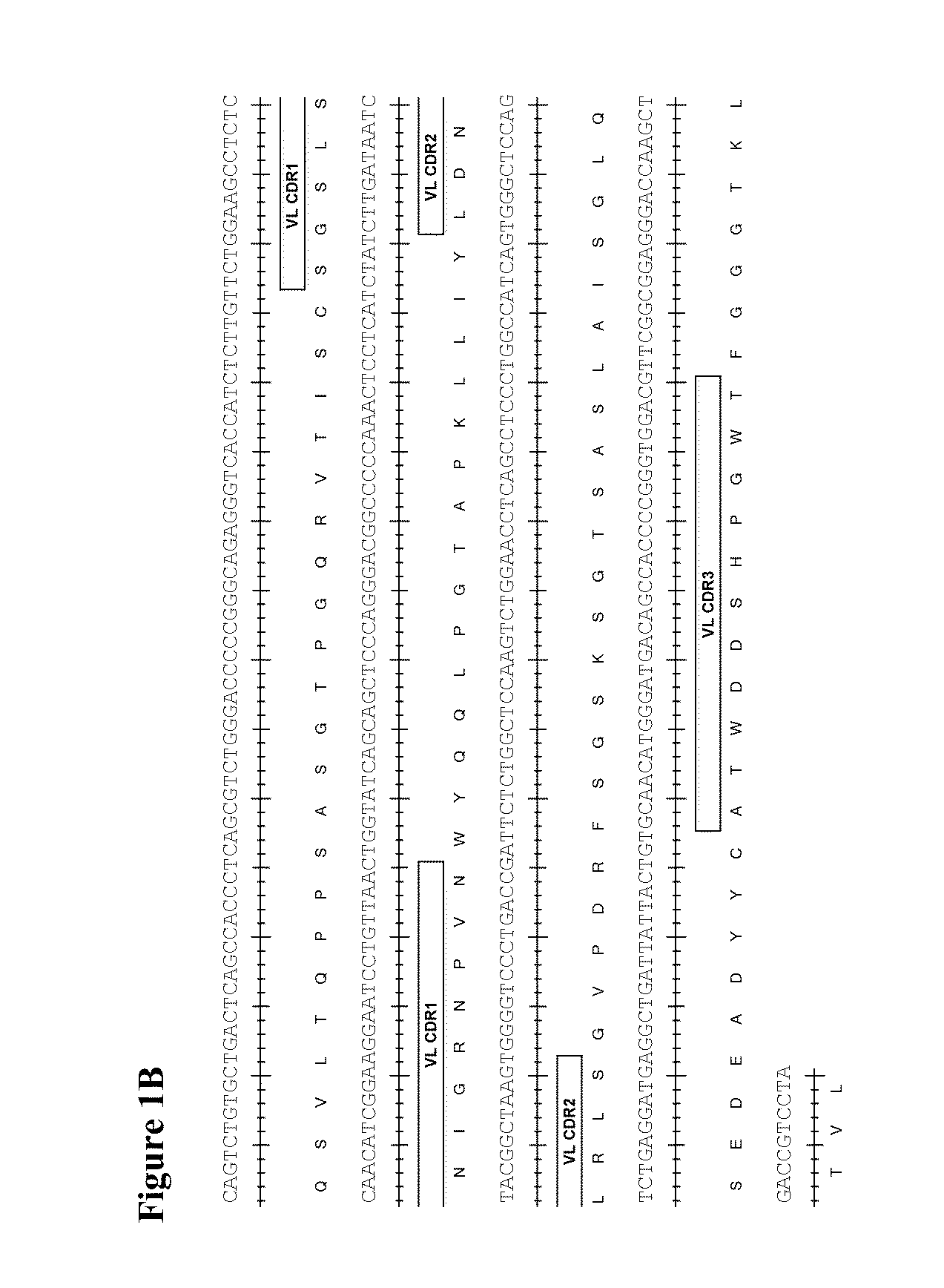 Therapeutic combinations comprising Anti-cd73 antibodies and uses thereof