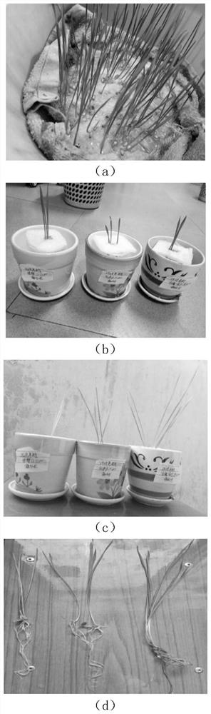 Teaching experiment method for exploring influence of inorganic salt on plant growth