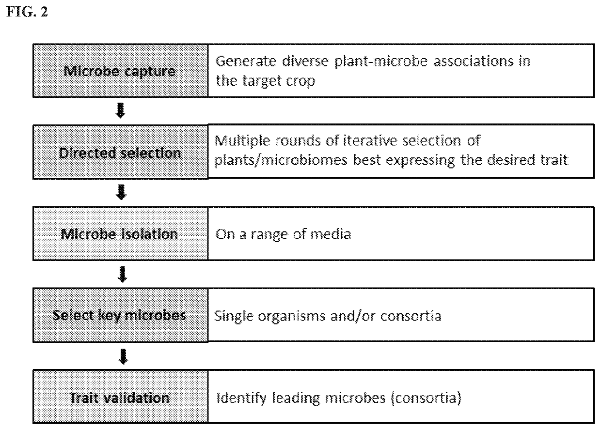 Agriculturally beneficial microbes, microbial compositions, and consortia