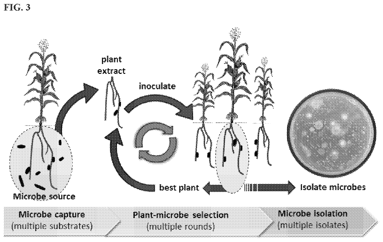 Agriculturally beneficial microbes, microbial compositions, and consortia