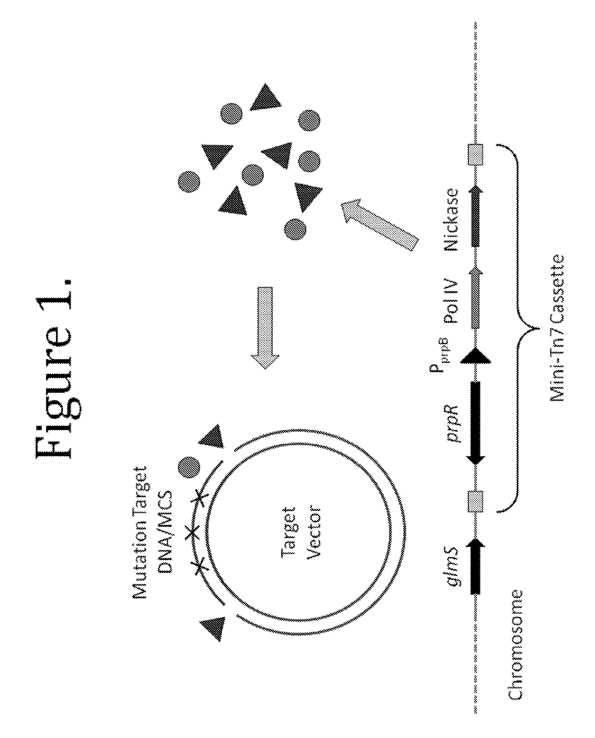 Methods and compositions for targeted mutagenesis in bacteria