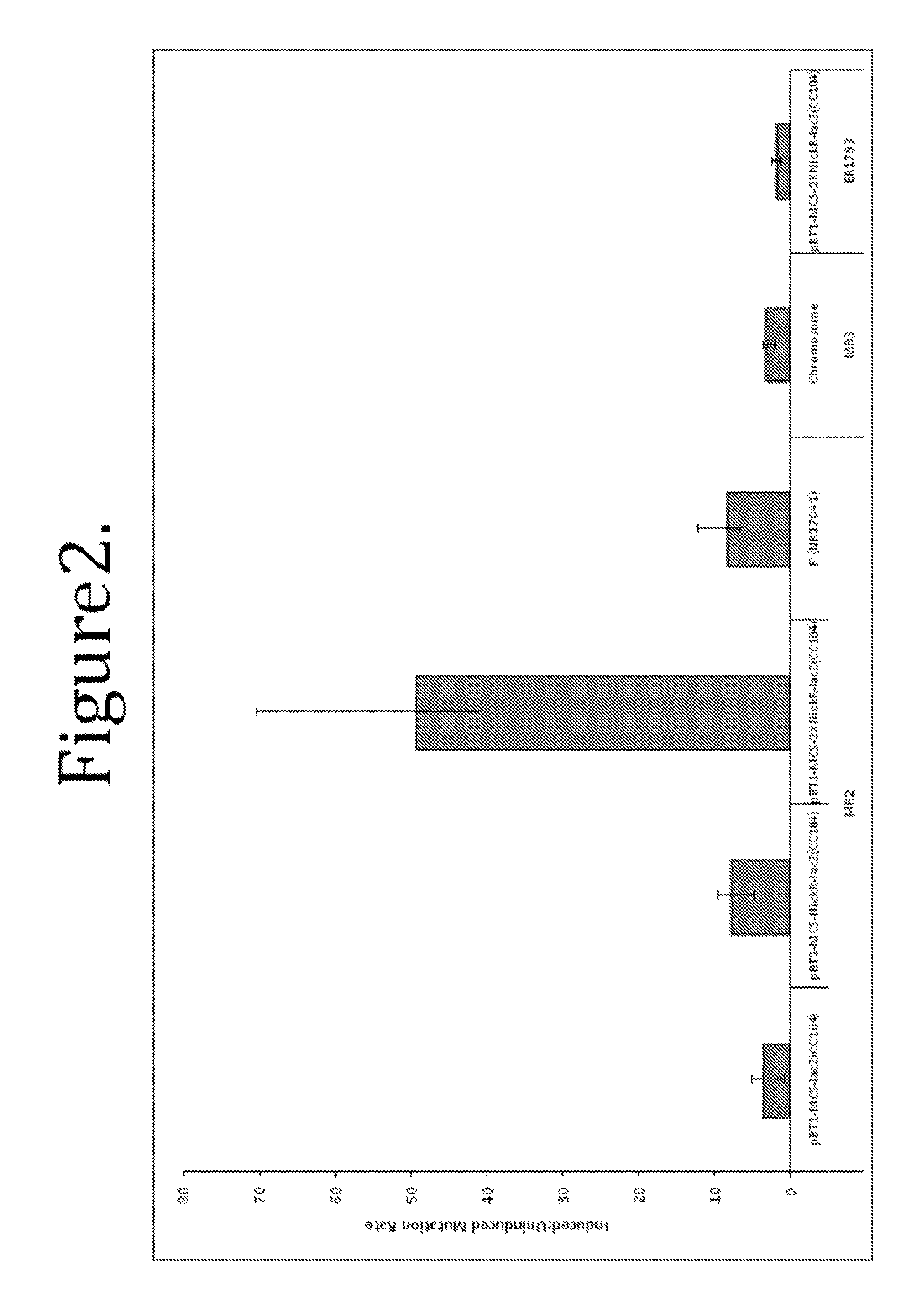 Methods and compositions for targeted mutagenesis in bacteria