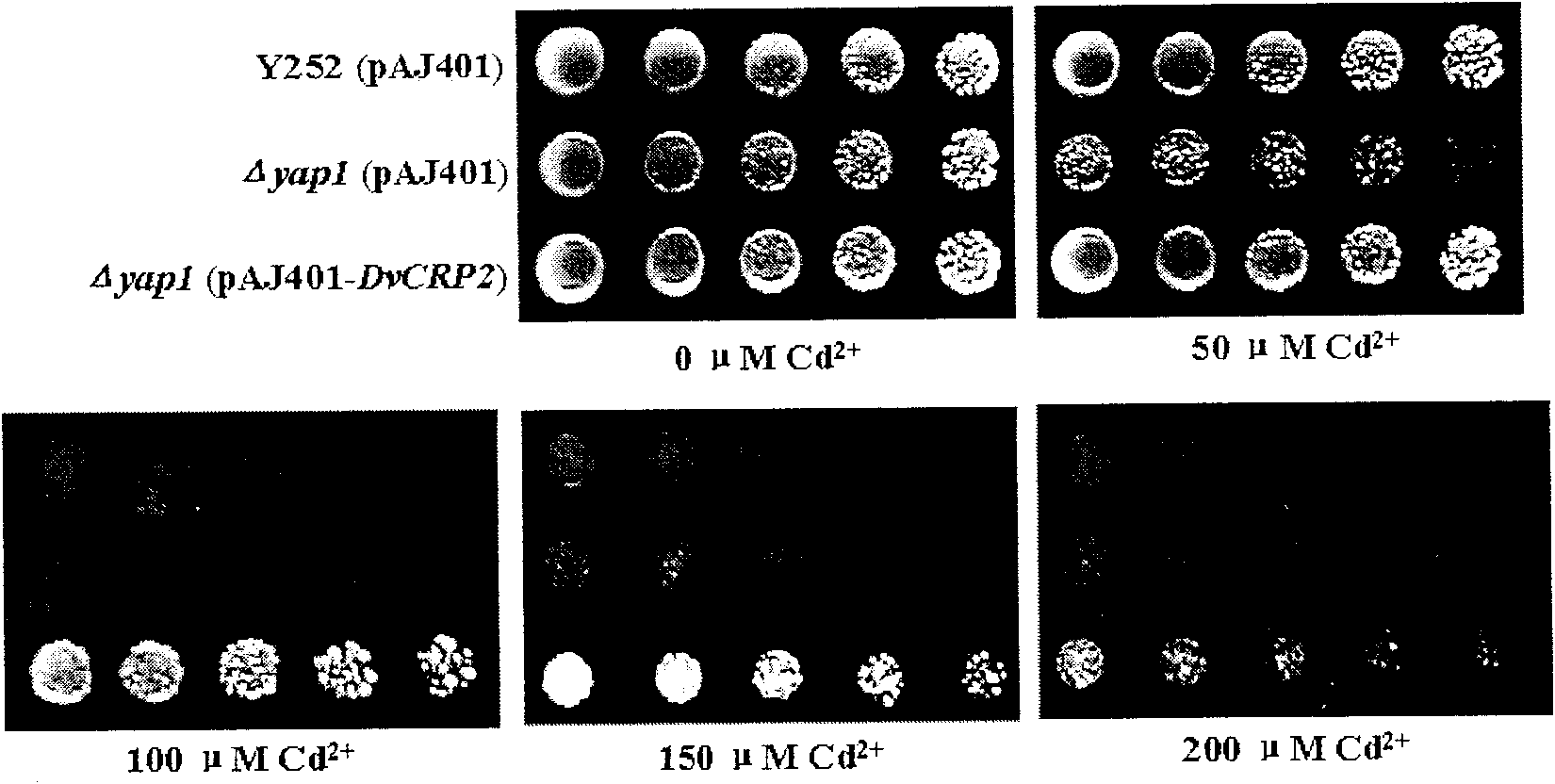 Gene DvCRP2 with Cd2+ resistant and Cu2+ resistant functions, encoding protein and application thereof