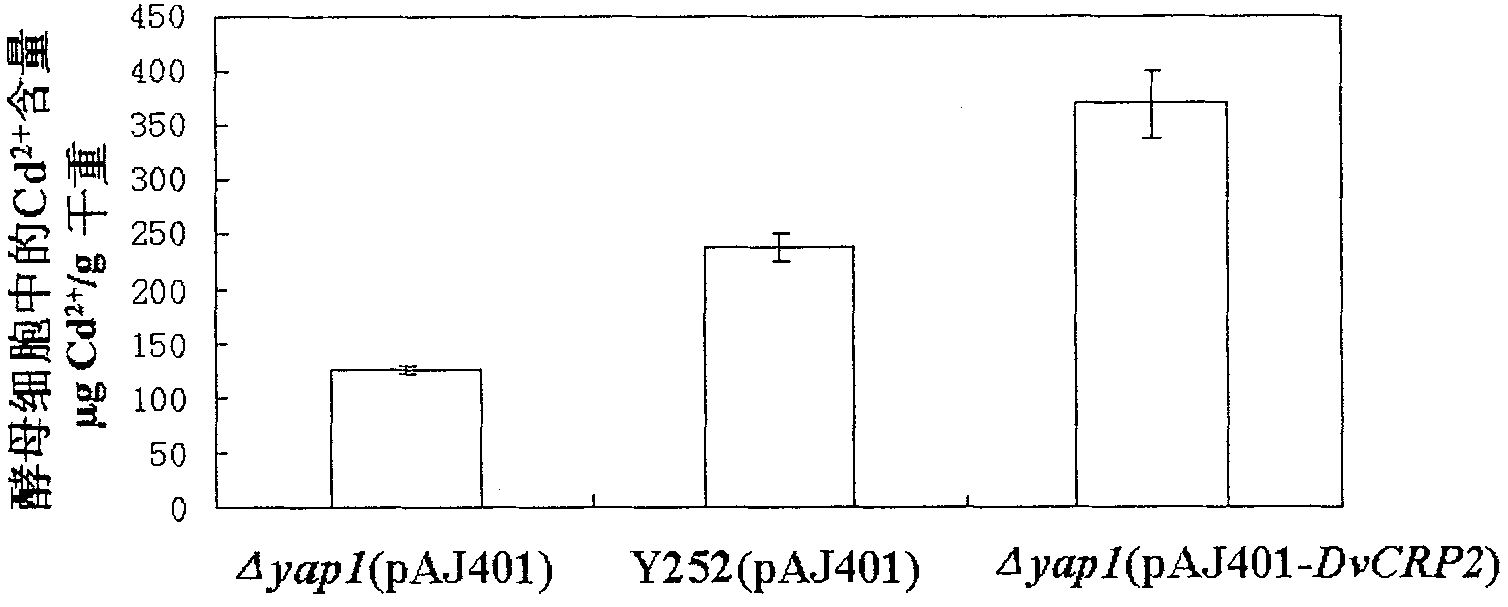 Gene DvCRP2 with Cd2+ resistant and Cu2+ resistant functions, encoding protein and application thereof