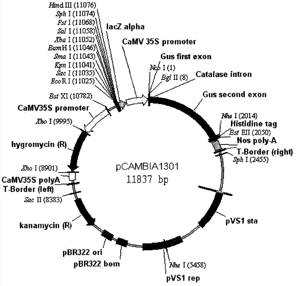 A method for making apple tree synthesize astaxanthin to improve its photo-oxidation resistance