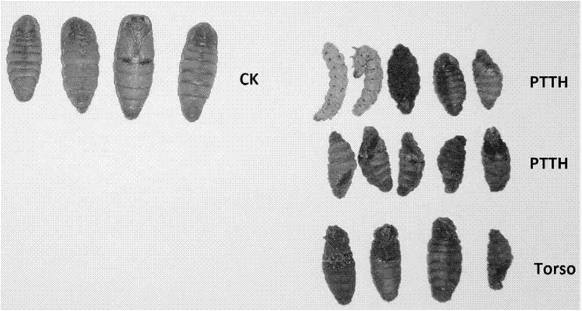 RNAi used for regulating and controlling growth of silkworm pupae and application