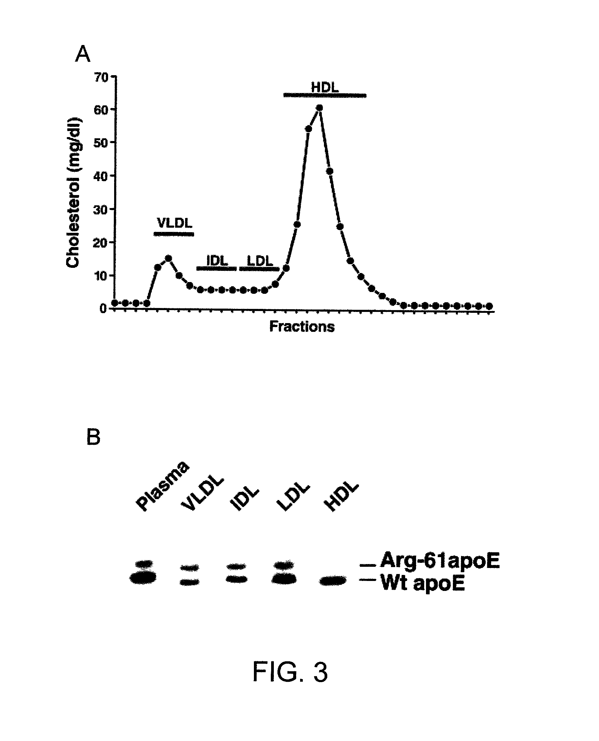 Gene-targeted animal model of apolipoprotein E4 domain interaction and uses thereof