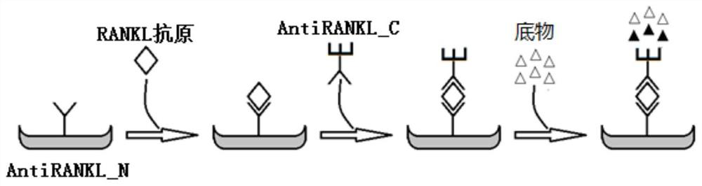Antibody pair for detecting RANKL content in serum and application thereof