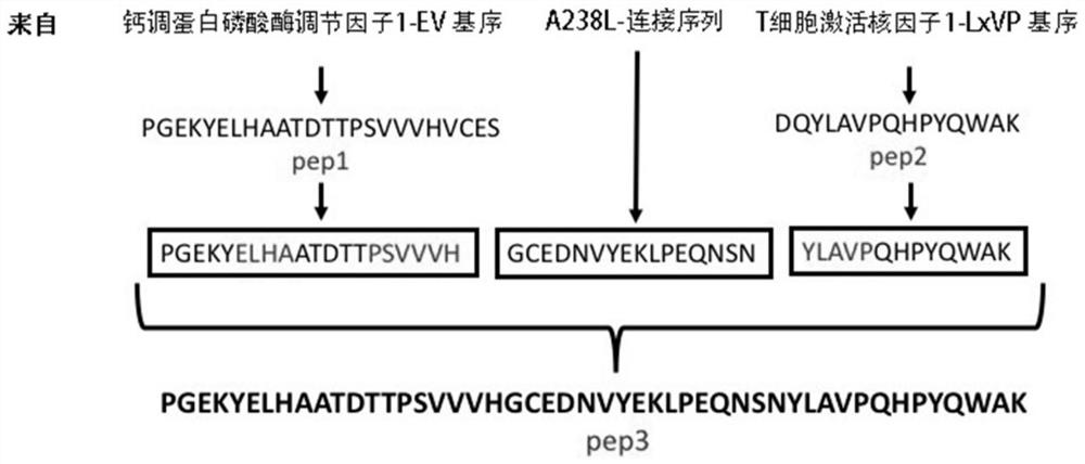 Oligopeptide inhibitor for targeting calcineurin and substrate nuclear factor of activated T cells thereof and application of oligopeptide inhibitor