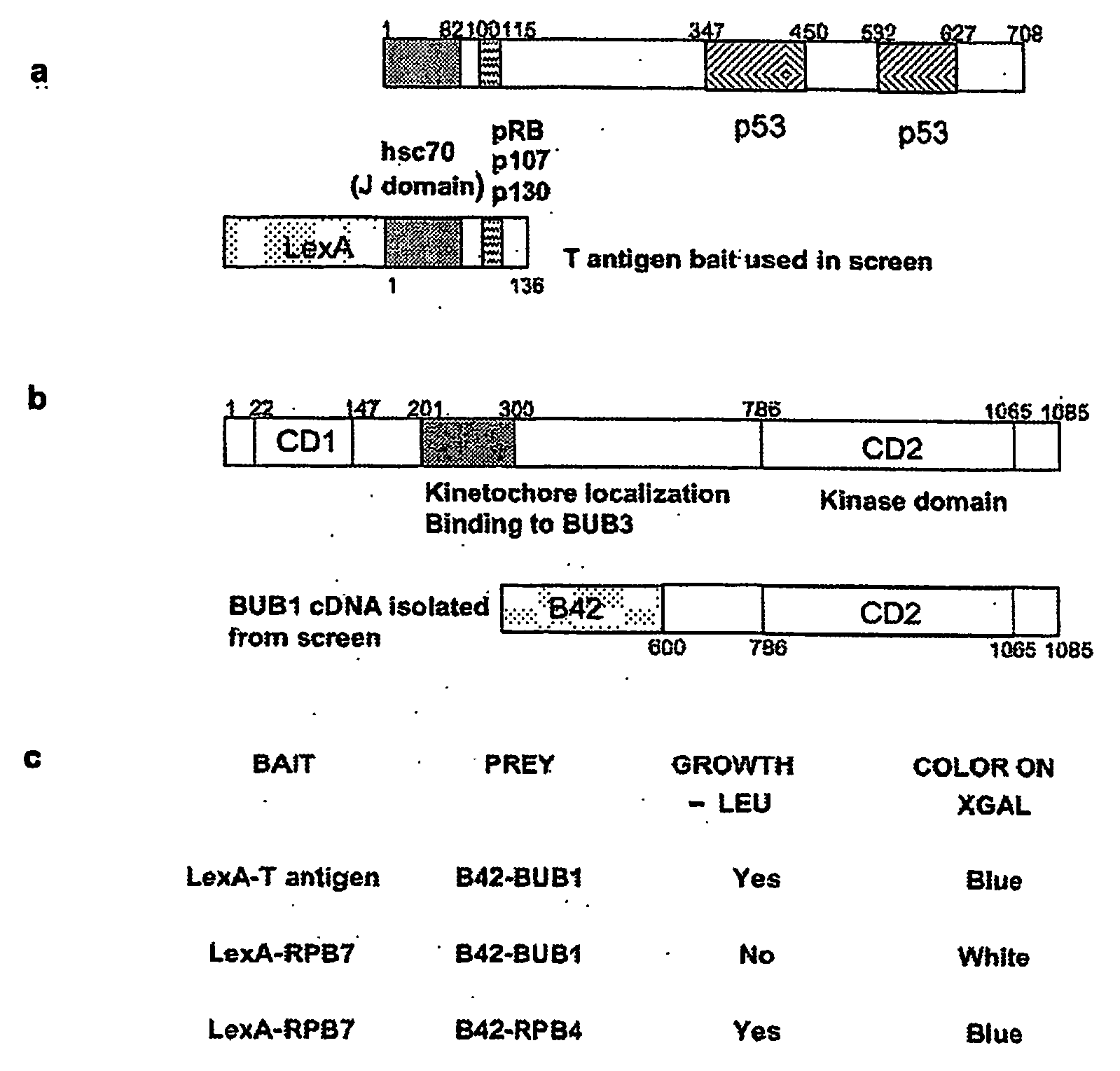 Immortalization of Mammalian Cells