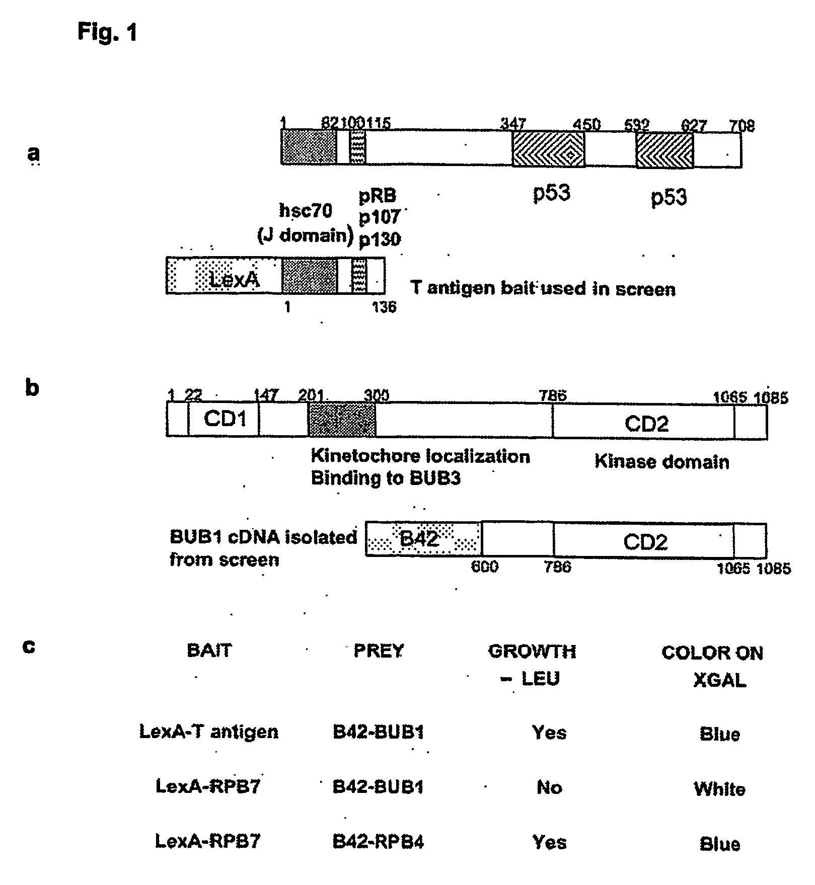 Immortalization of Mammalian Cells