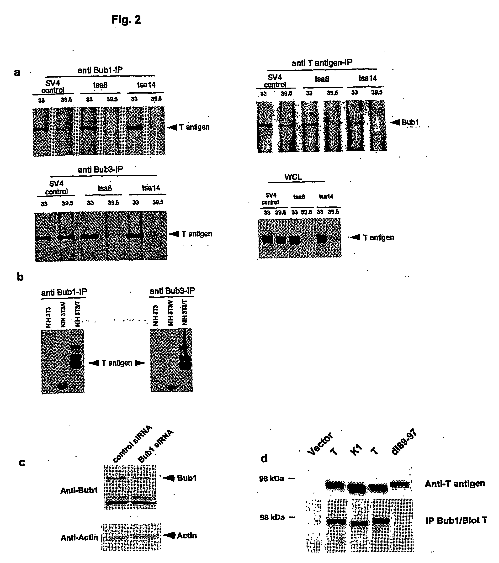 Immortalization of Mammalian Cells