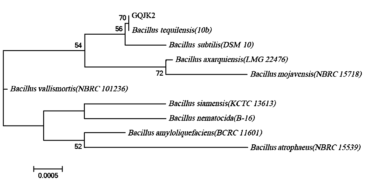 A strain of Bacillus Tequila against Lycium barbarum root rot and its application