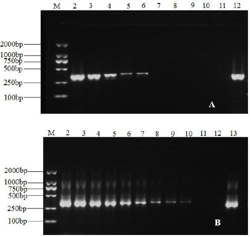 A kind of molecular detection primer and rapid detection method of maize leaf spot bacterium