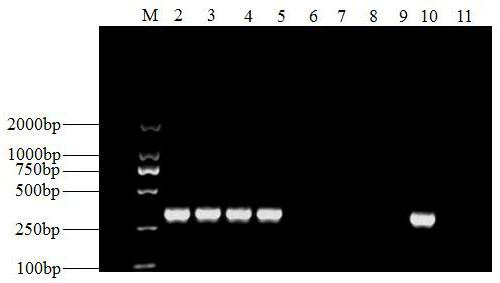 A kind of molecular detection primer and rapid detection method of maize leaf spot bacterium