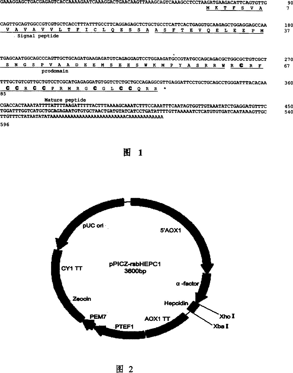 Pagrosomus major antibacterial peptide gene, and recombinant yeast expression vector and its preparing method