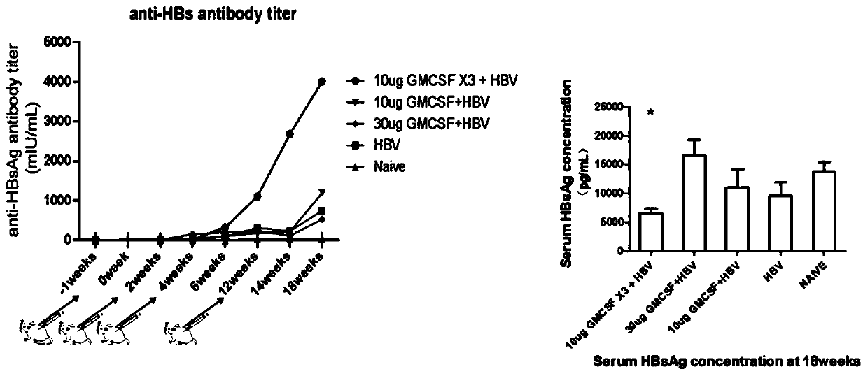 Application of virus immunotherapy drug compound in preparation of drugs for treating HBV infection