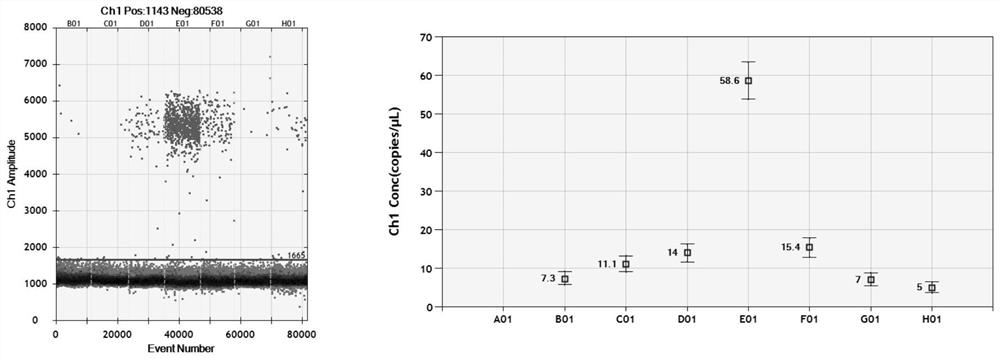 Composition for detecting mycoplasma gallisepticum through microdroplet type digital PCR (Polymerase Chain Reaction) and application of composition