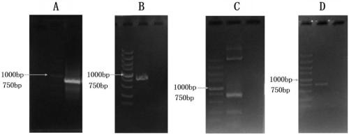 Recombinant plasmid and cell line for monomolecular positioned super-resolution imaging of exosome and applications of recombinant plasmid and cell line