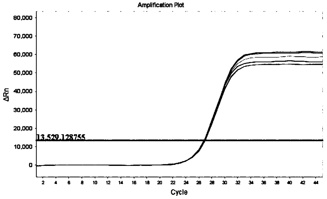 Method for detecting expression of odorant-binding protein gene OBP6 of Italian bees by using fluorescent RT-PCR technology