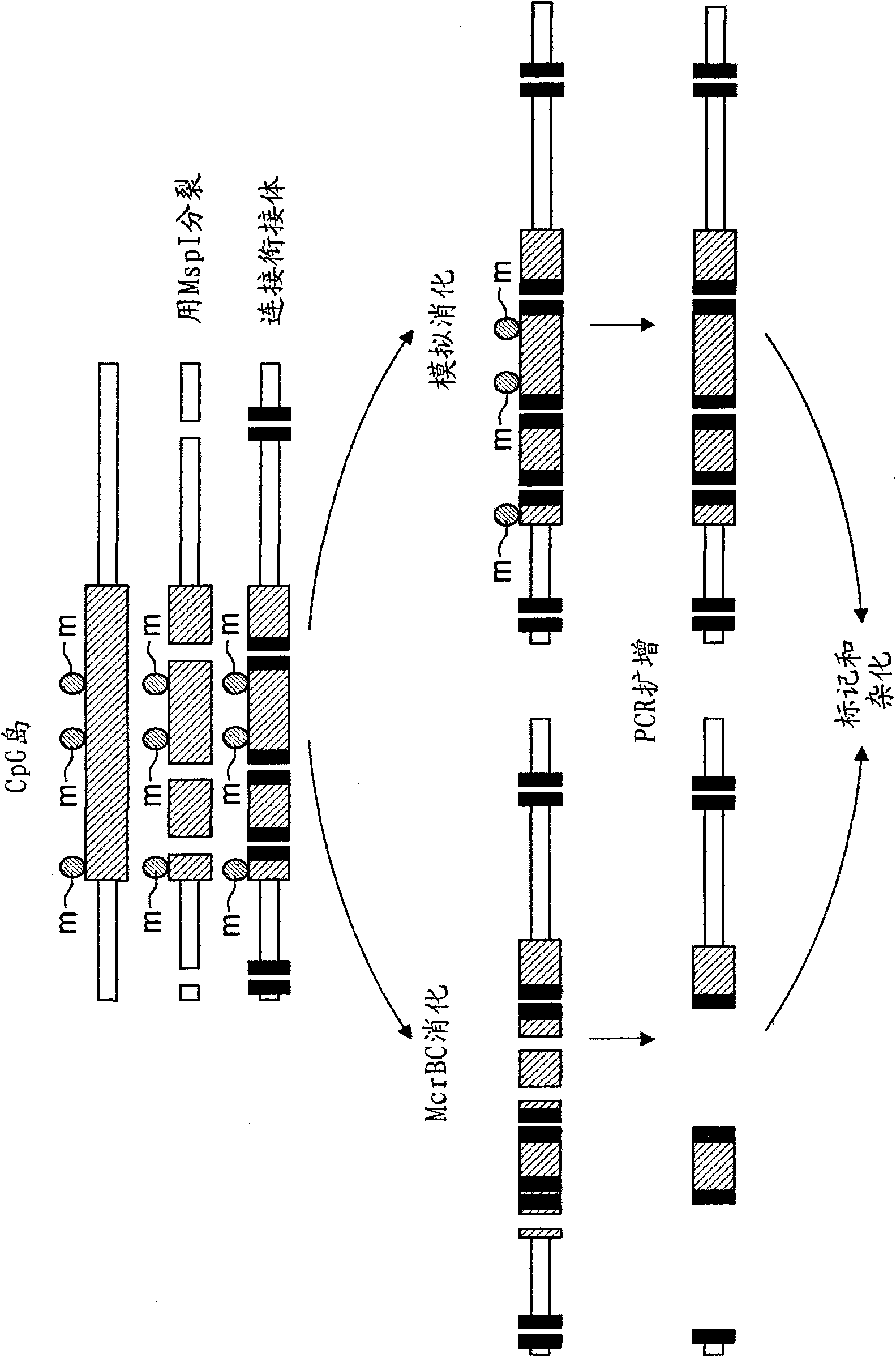 Method for the analysis of breast cancer disorders