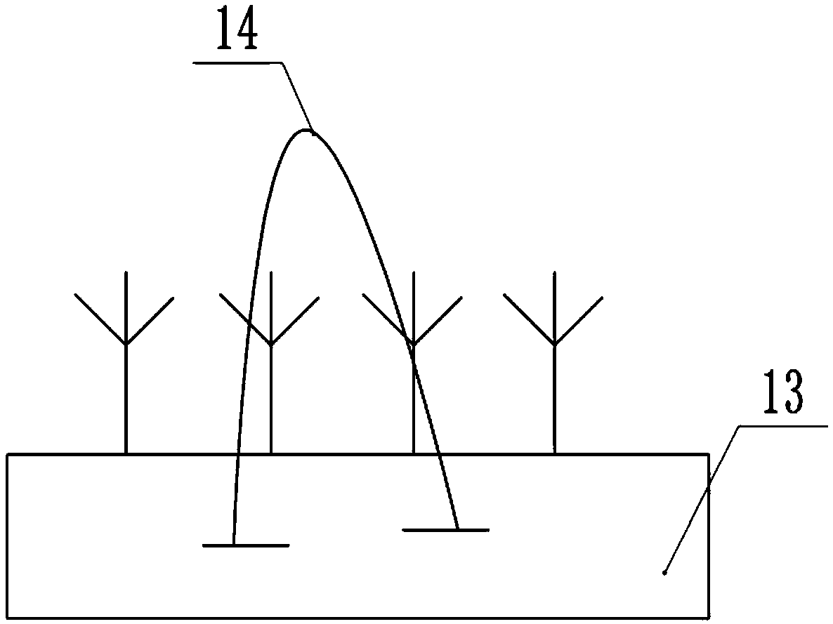 Cultivation planting method for scrophularia ningpoensis