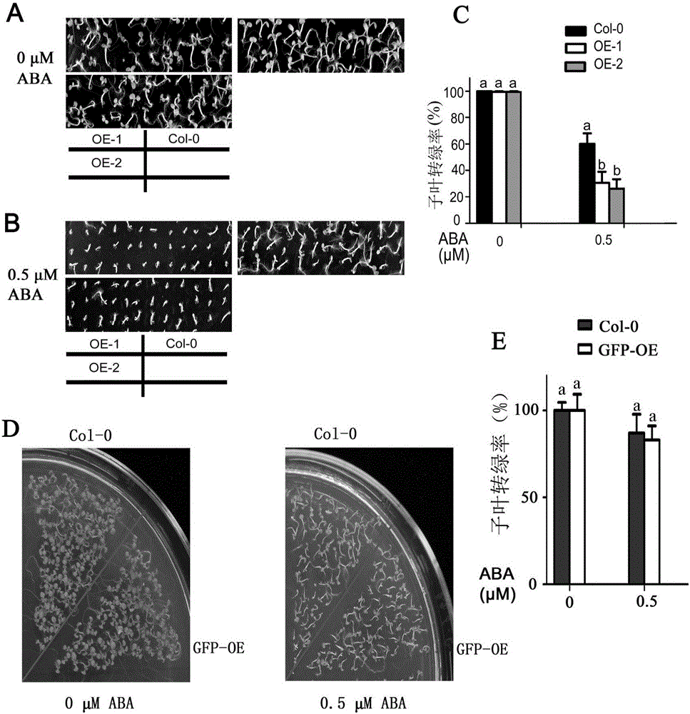 CRK5 protein and application of coded gene thereof in regulating and controlling growth of plant stems and leaves