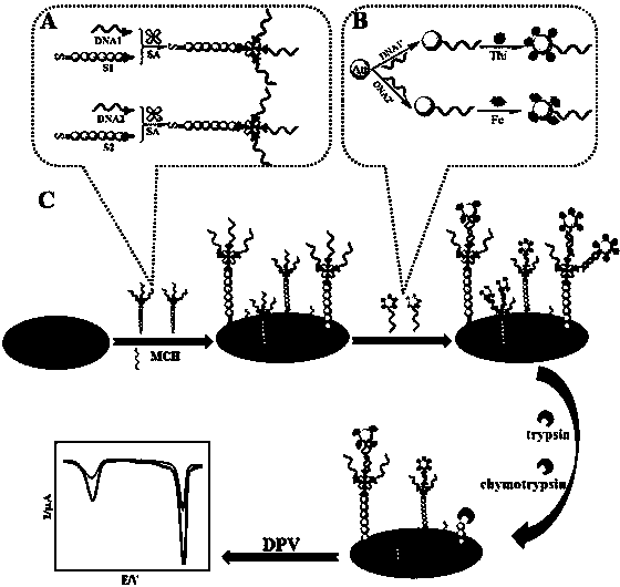Trypsin-chymotrypsin electrochemical synchronous detection method based on enzyme digestion