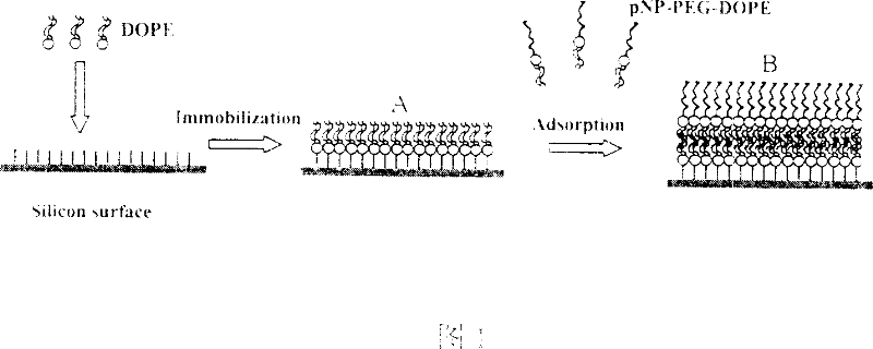 Bilayer lipid membrane surface modified protein chip and its manufacturing method and use