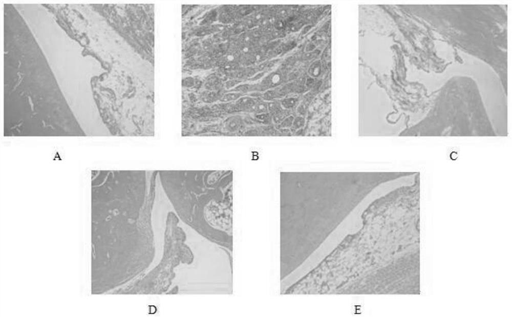 A kind of extract frb4 of She medicine twelve hours and its preparation method and application