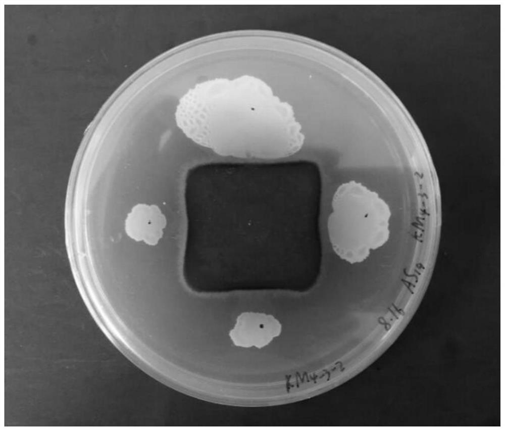 A kind of water-soluble organic biological bacterial fertilizer for drip irrigation tomatoes and preparation method