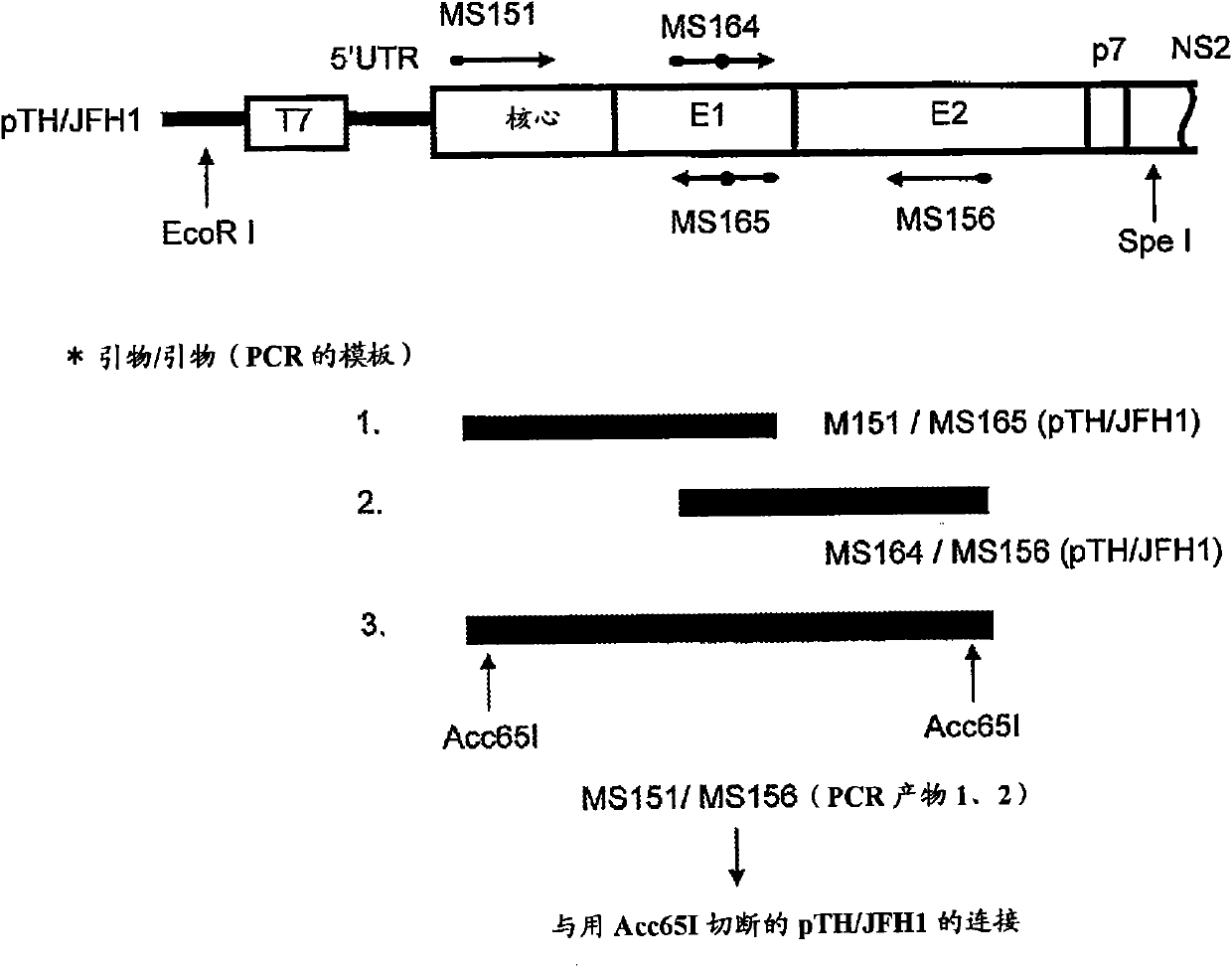 Nucleic acid containing chimeric gene derived from hepatitis type-C virus