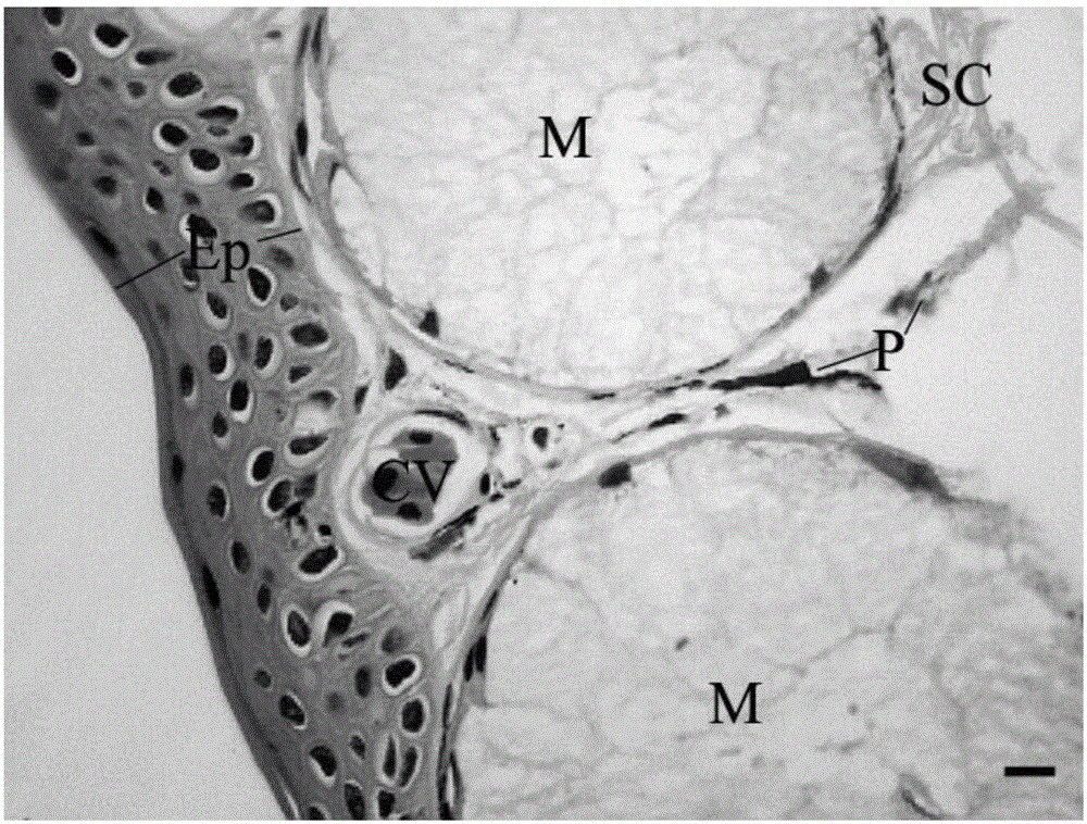 Preparation method of skin microscopic tissue slice of hynobiidae animals