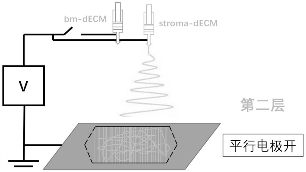 Bionic tissue engineering scaffold and preparation method thereof