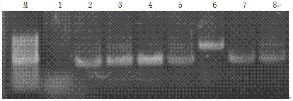 A Molecular Marker Method for Identifying Tomato Yellow Leaf Curl Virus Resistance Gene ty‑1