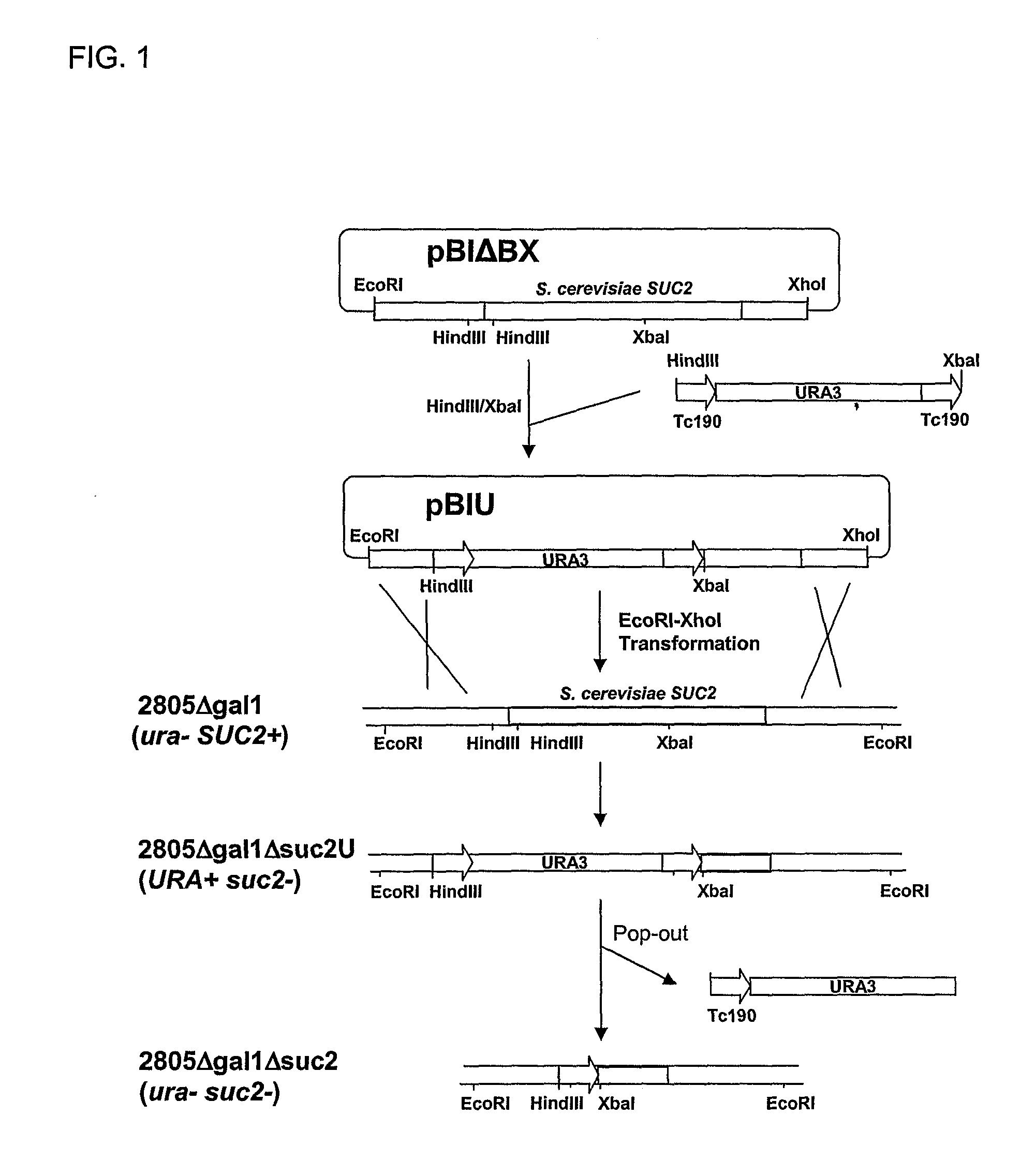 Library of translational fusion partners for producing recombinant proteins and translational fusion partners screened therefrom