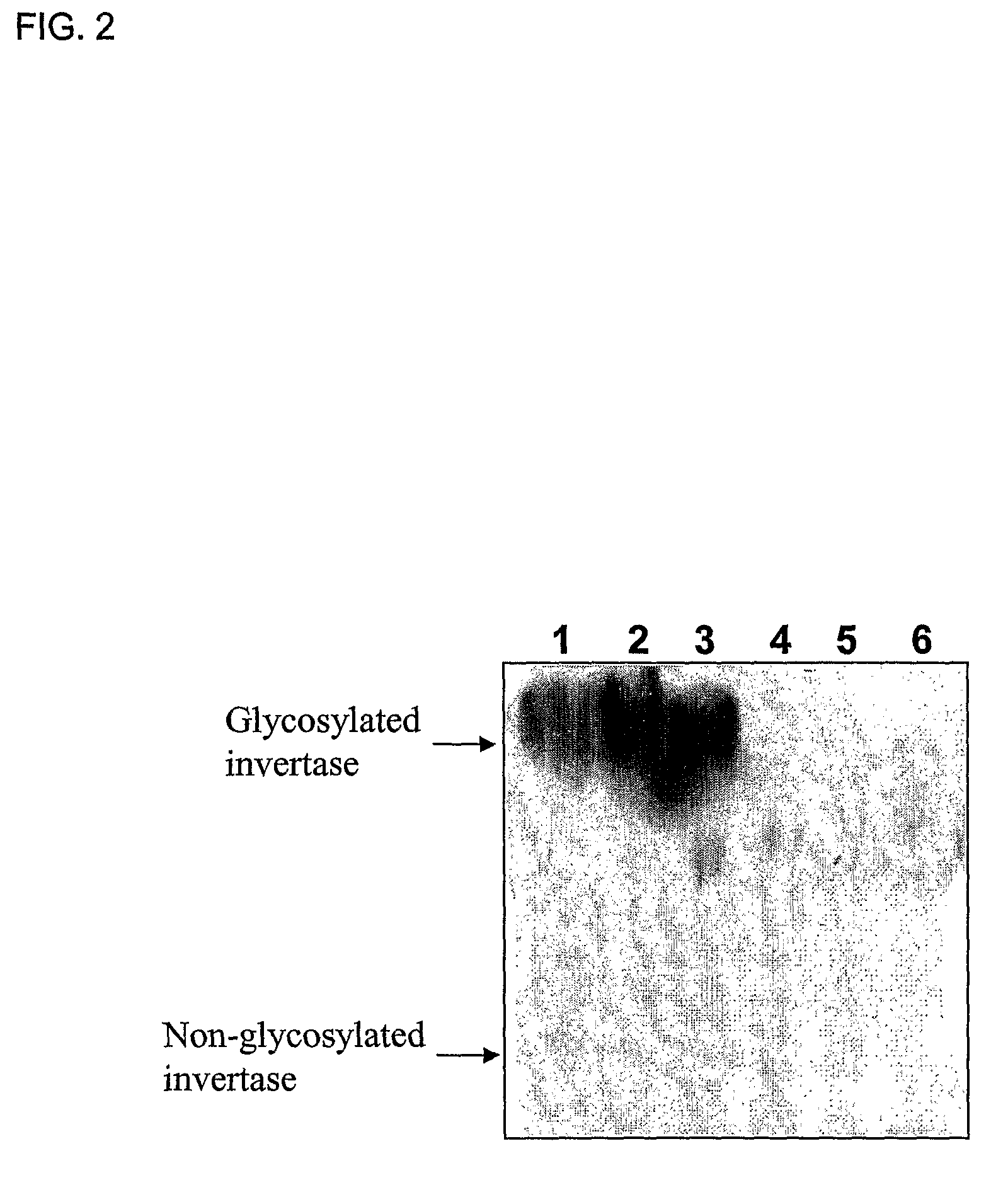 Library of translational fusion partners for producing recombinant proteins and translational fusion partners screened therefrom